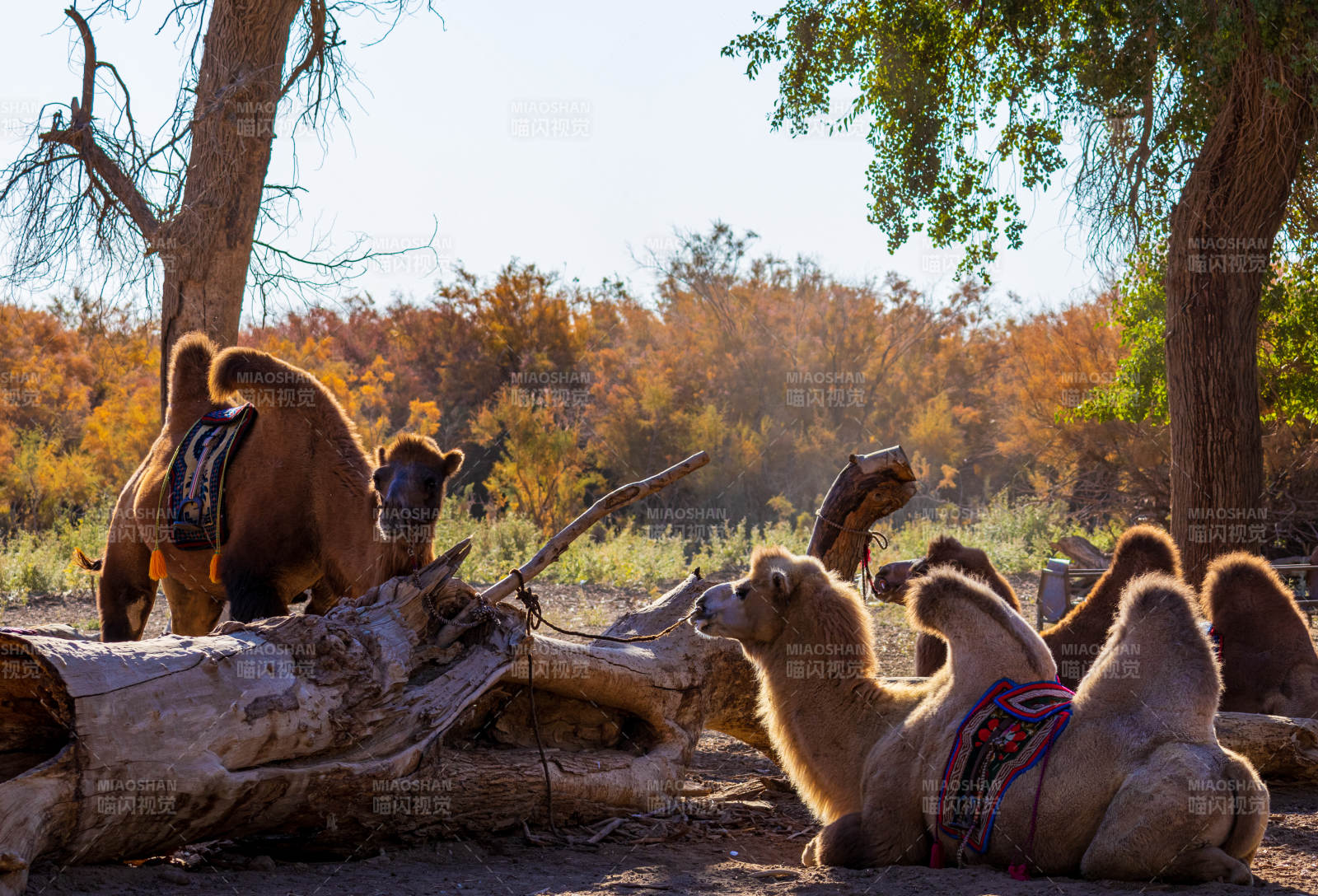 骆驼休憩林间图片