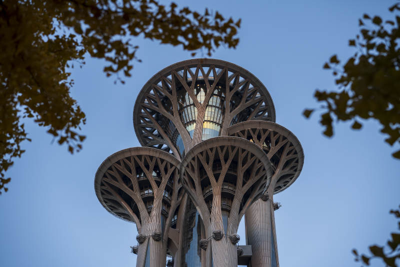 奥林匹克塔与银杏图片