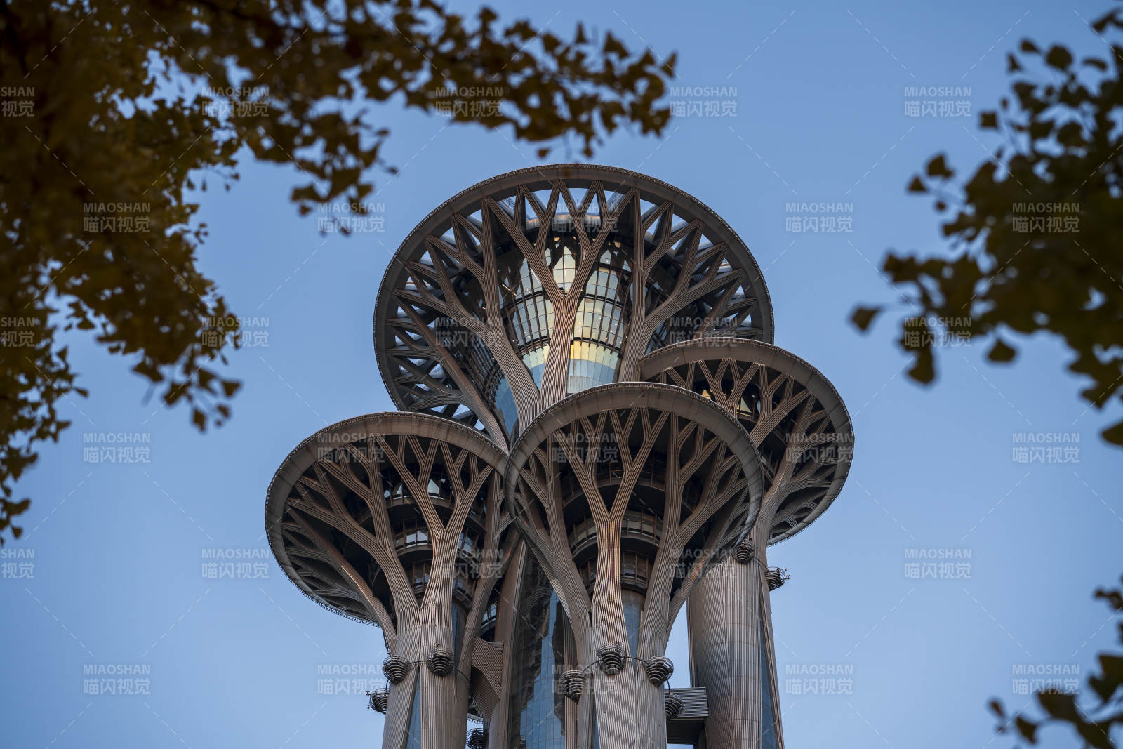 奥林匹克塔与银杏图片