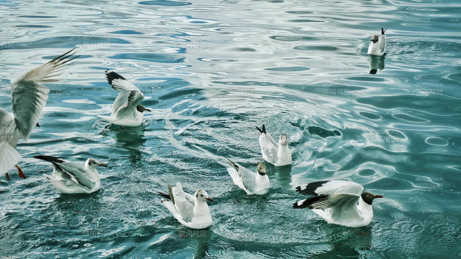 海鸥戏水图图片