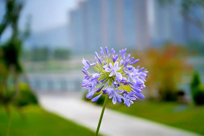 百子莲爱情花绽放图片