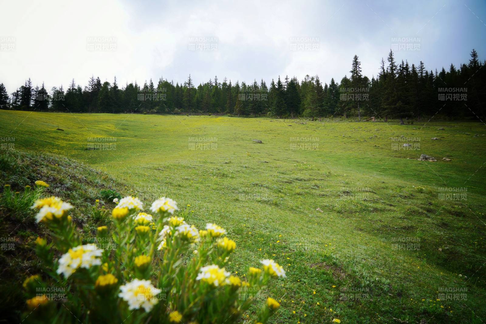 花田绿野风光图片