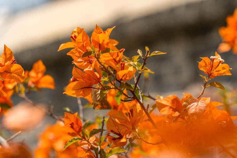 橙色的三角梅绽放图片