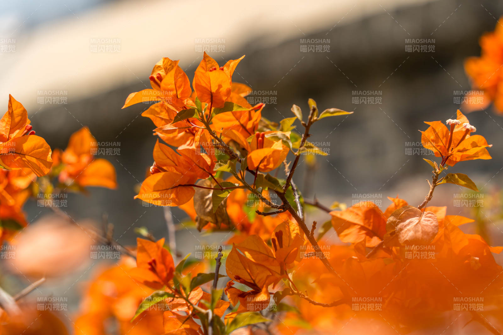 橙色的三角梅绽放图片