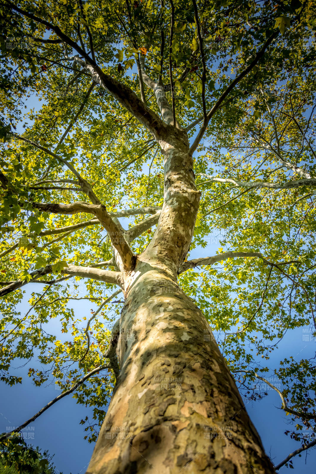 仰望参天大树图片