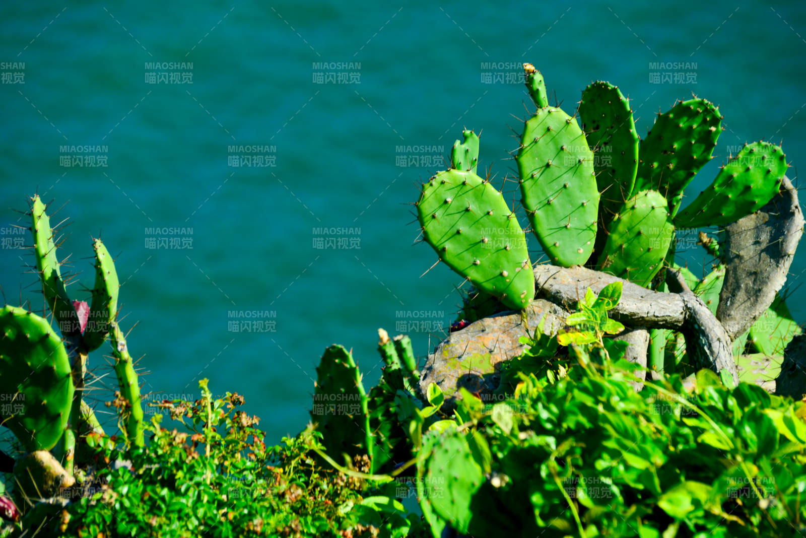 仙人掌与碧海图片
