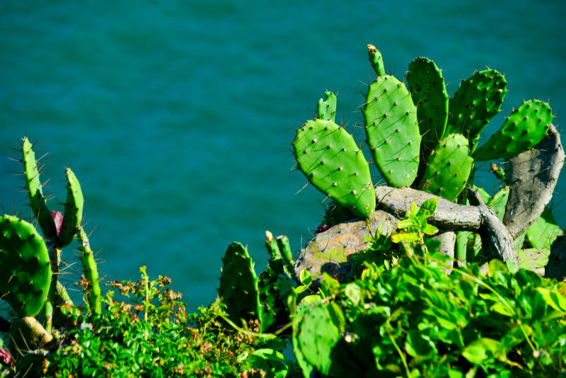 仙人掌与碧海图片