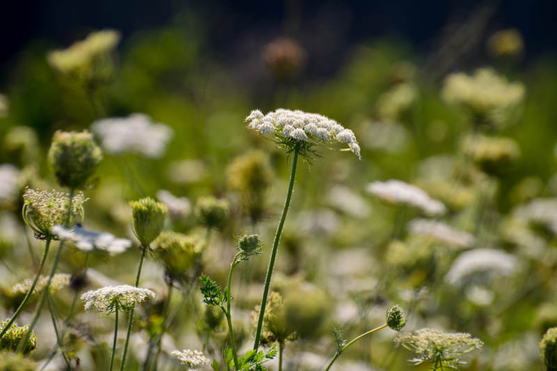 野花绽放的瞬间图片