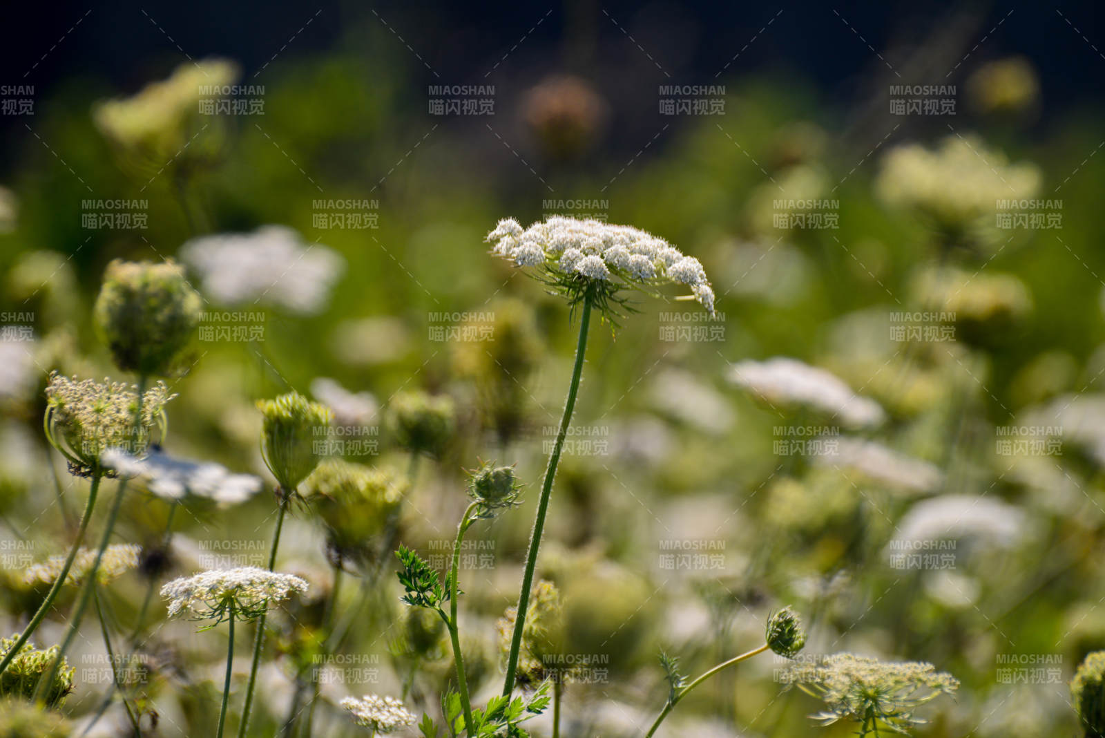 野花绽放的瞬间图片