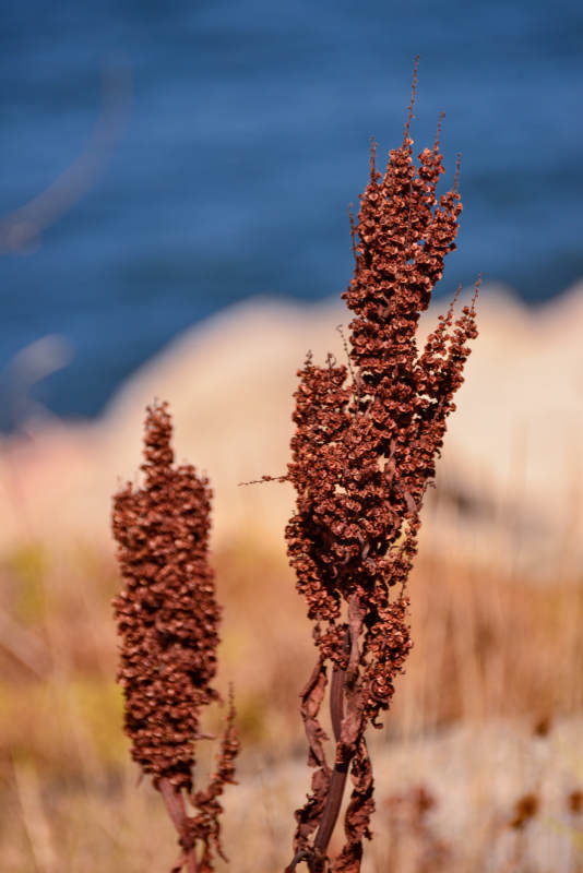 海边秋日湖畔的枯穗图片