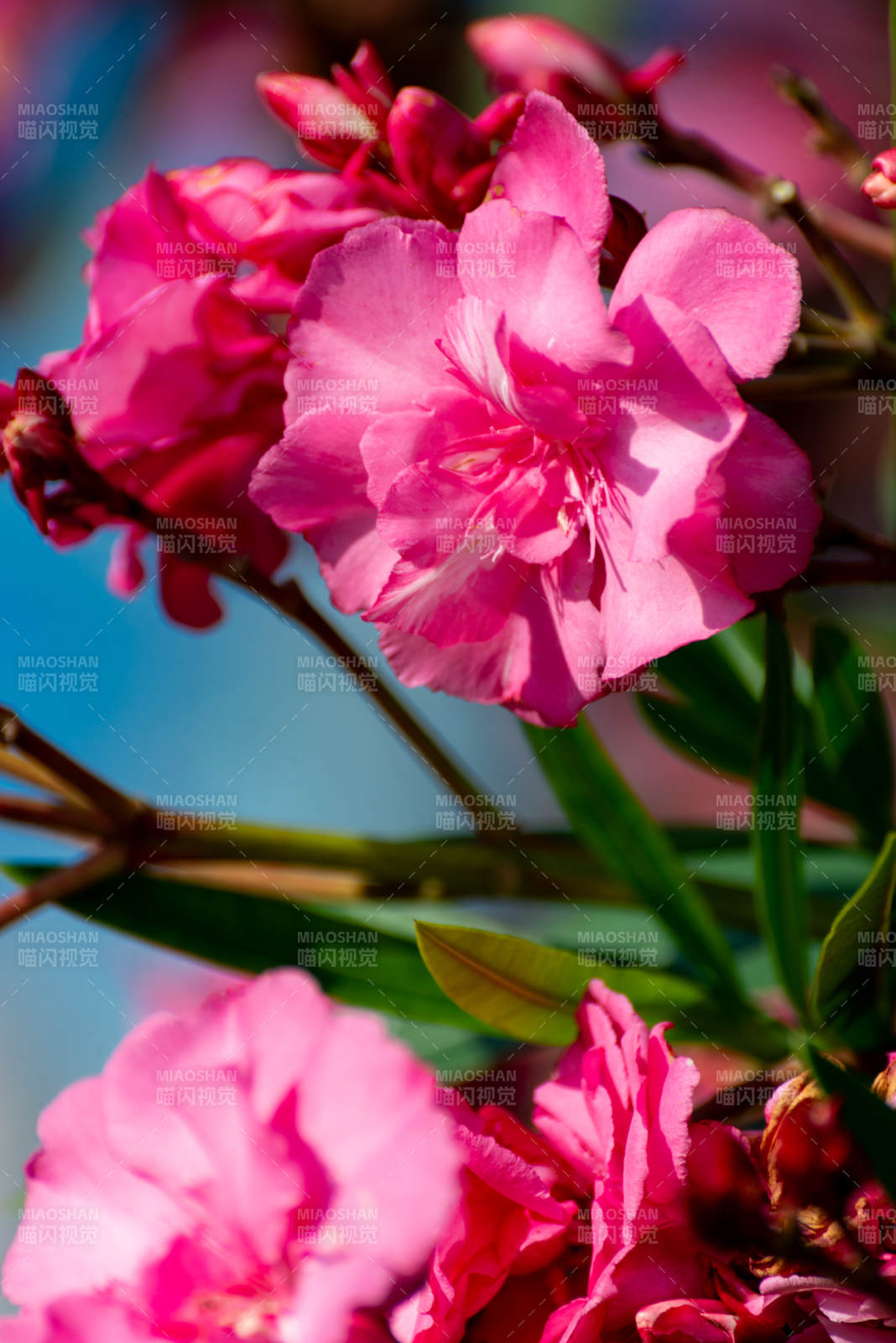 粉红杜鹃花绽放图片