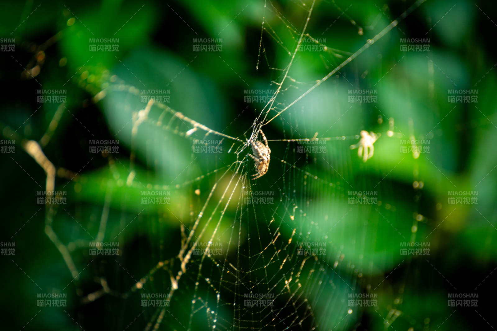 蛛网中的小蜘蛛图片