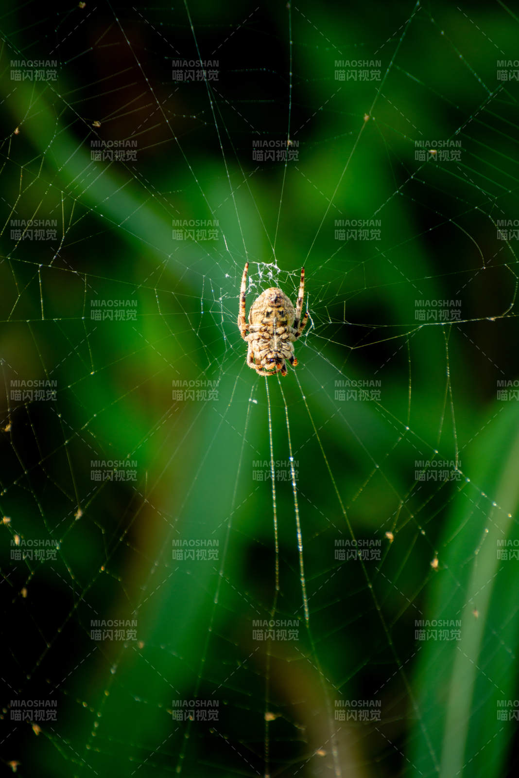 蛛网中的小蜘蛛图片
