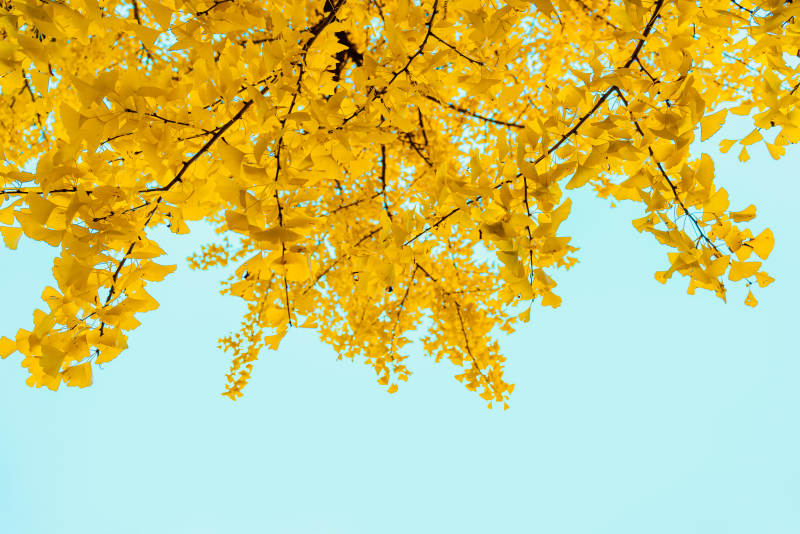 金秋黄叶映蓝天图片