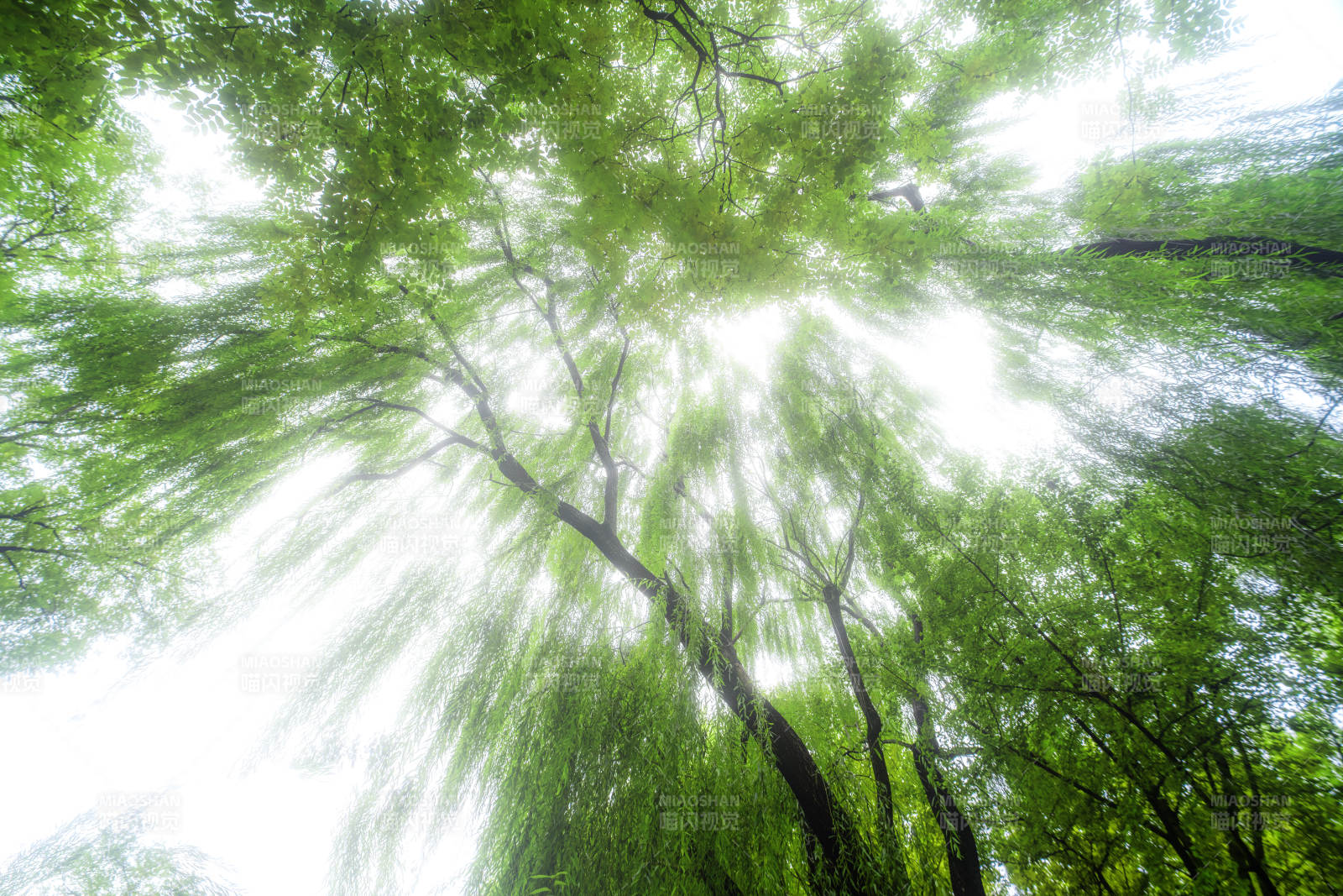 绿意盎然的森林图片