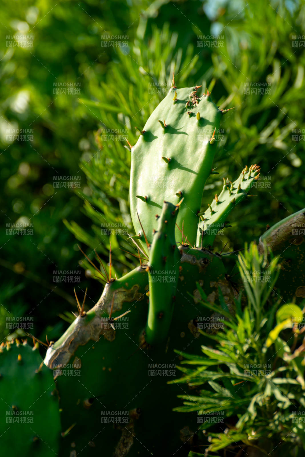 仙人掌绿意盎然图片