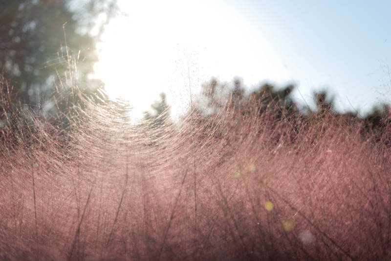 粉黛草海迎晨光图片