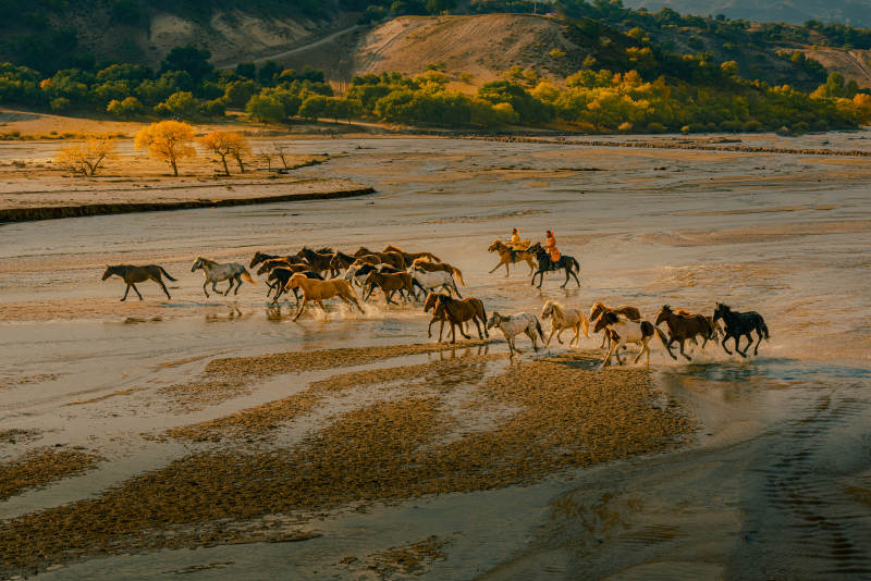 草原骏马奔腾图片