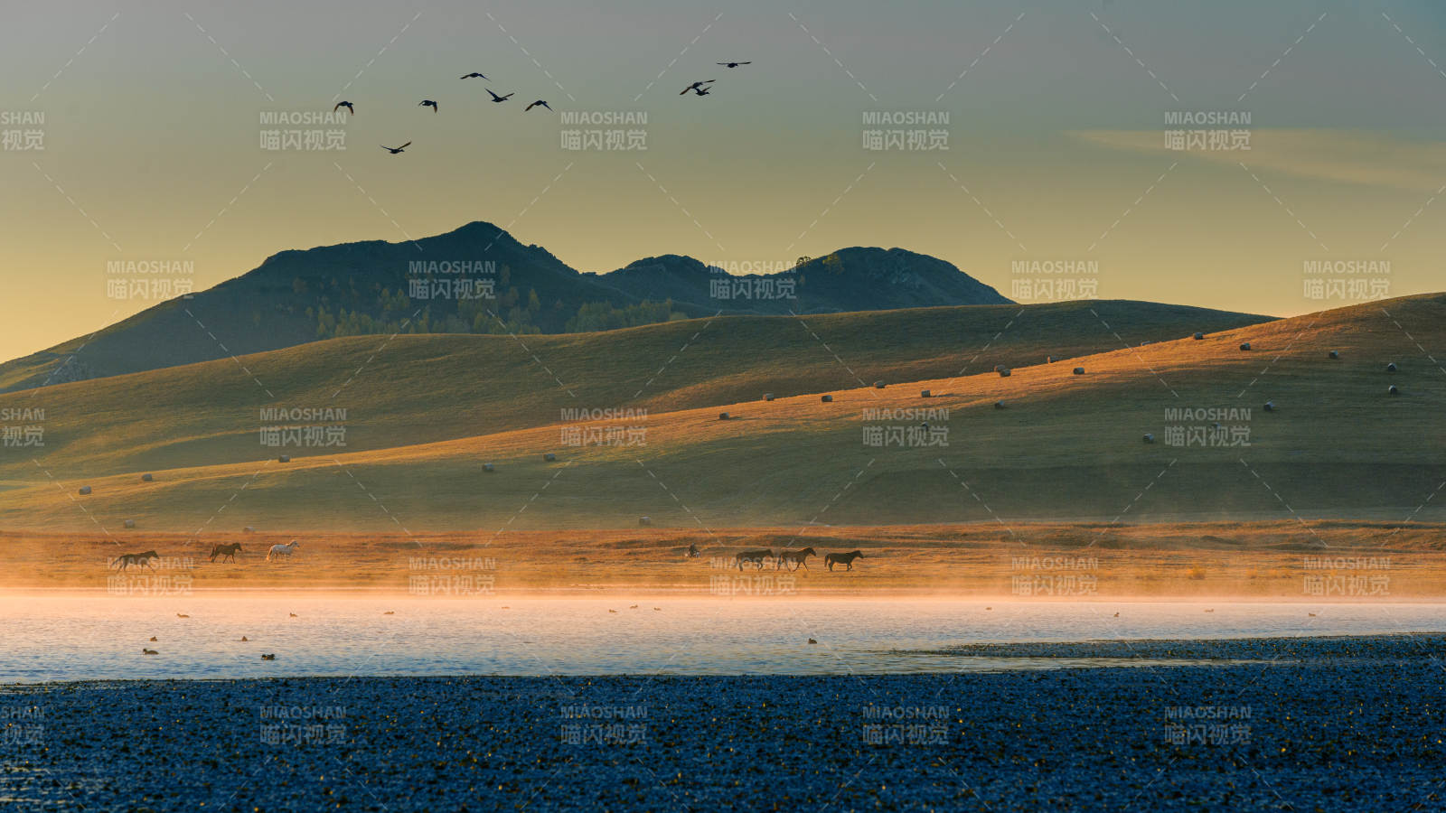 内蒙古乌兰布统草原将军泡子晨曦飞鸟群图片