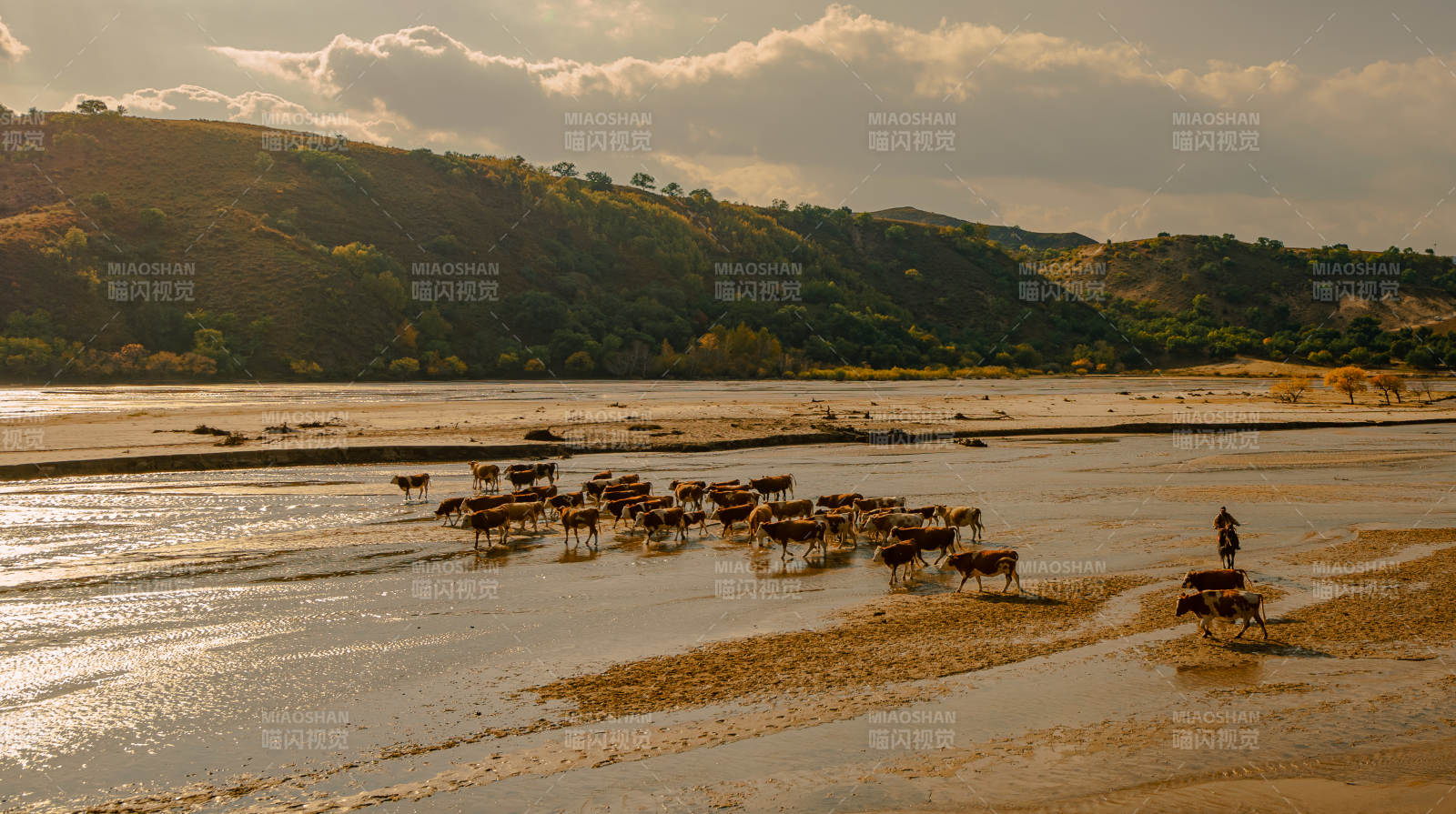 乌兰布统天太永村牛群涉水过河图片