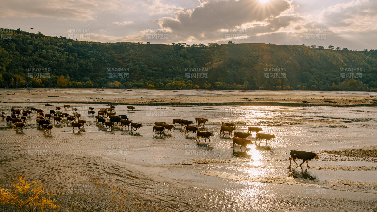 内蒙古乌兰布统天太永萨林河牛群涉水夕阳下图片