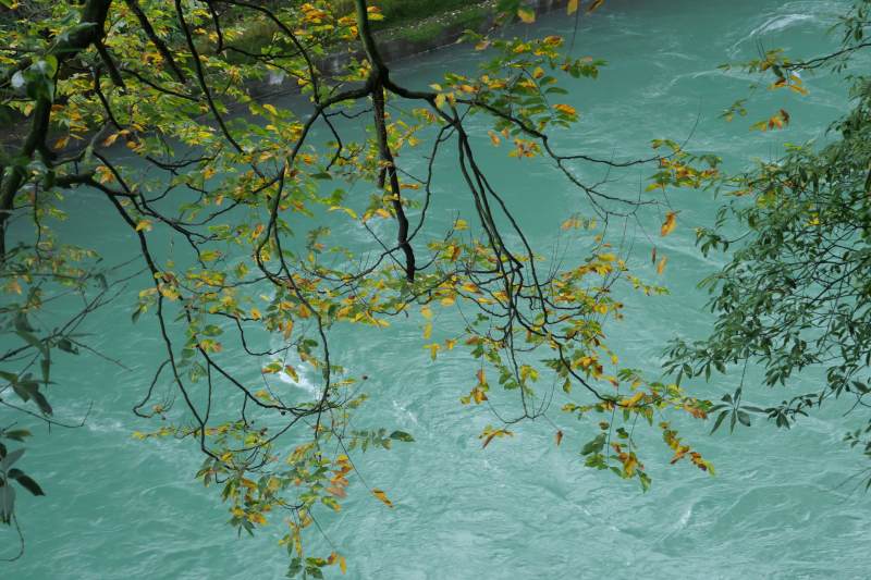 碧水映秋枝图片