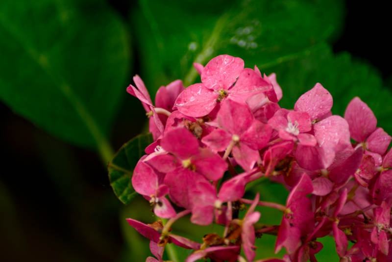粉红绣球花绽放图片