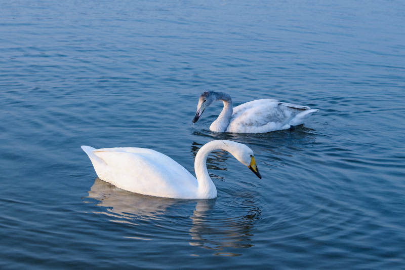 湖上双天鹅图片