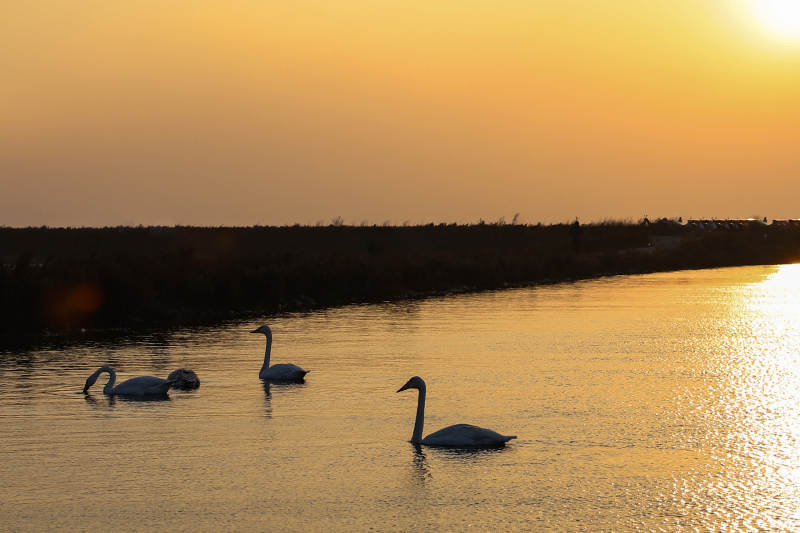 夕阳下的天鹅湖图片