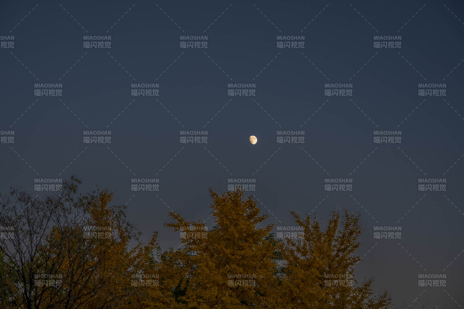 夜空明月照树梢图片