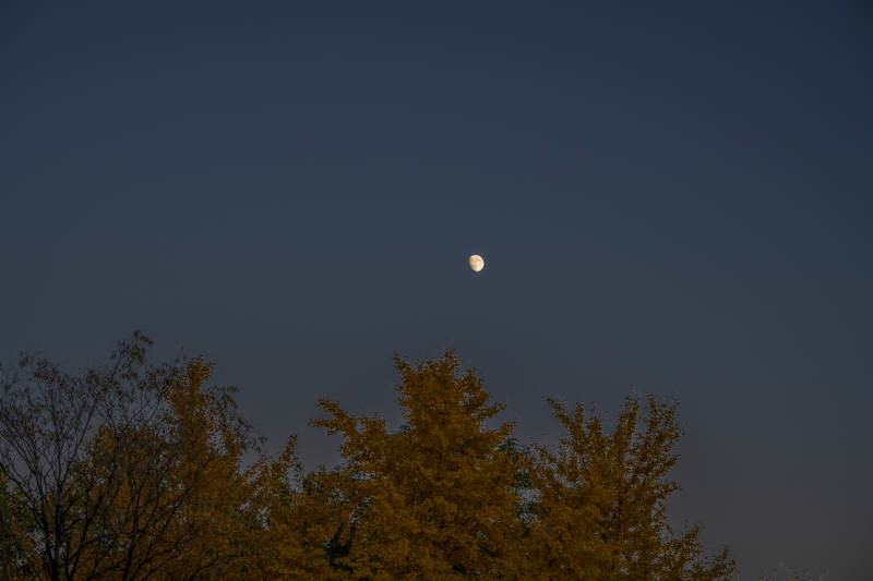 夜空明月照树梢图片