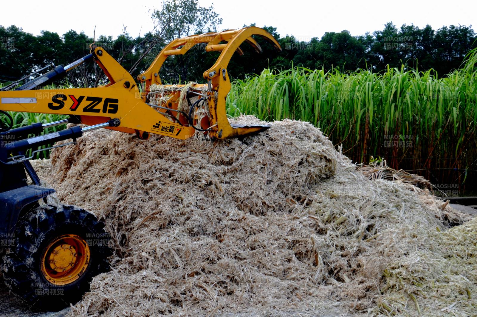 庶糖生产基地作业现场（浙江义乌）图片