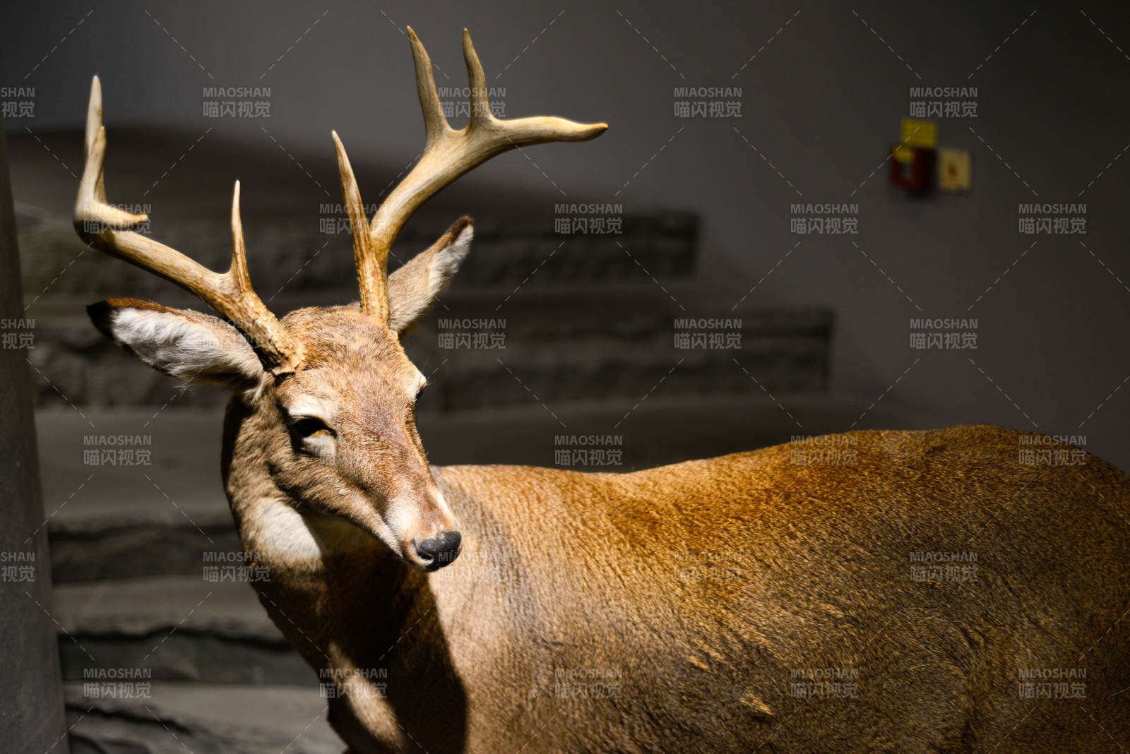 鹿的静谧姿态图片