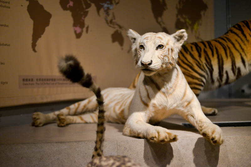 白虎静卧展台图片