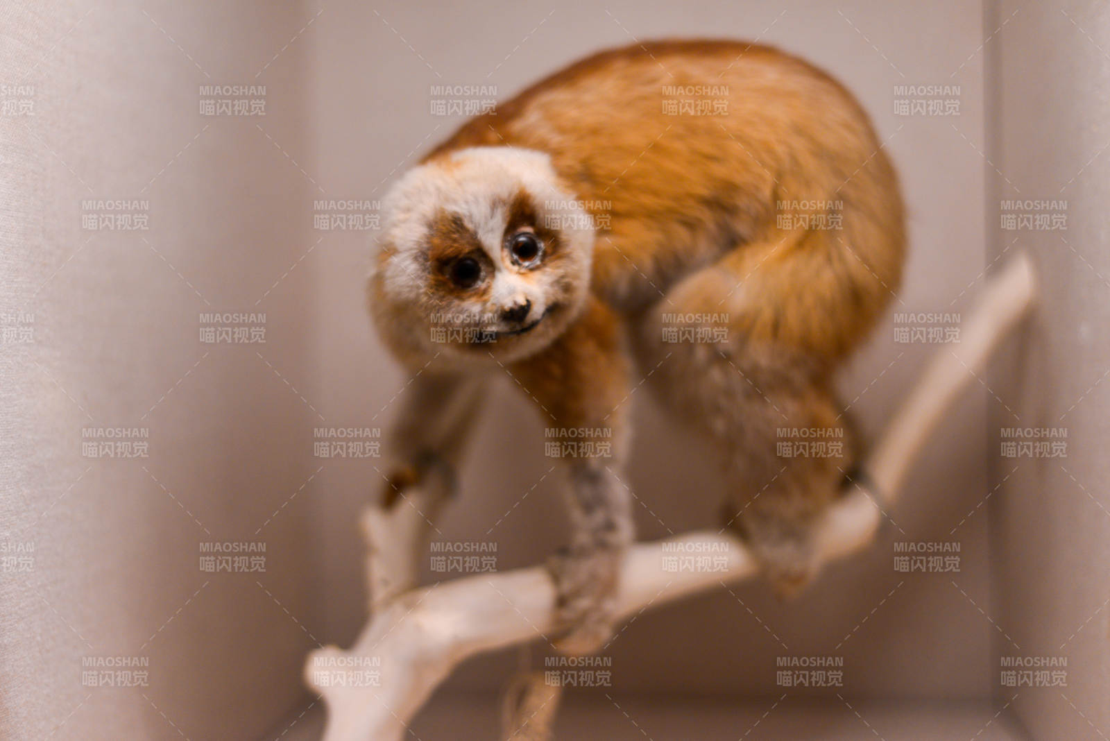 上海自然博物馆萌猴攀枝图片