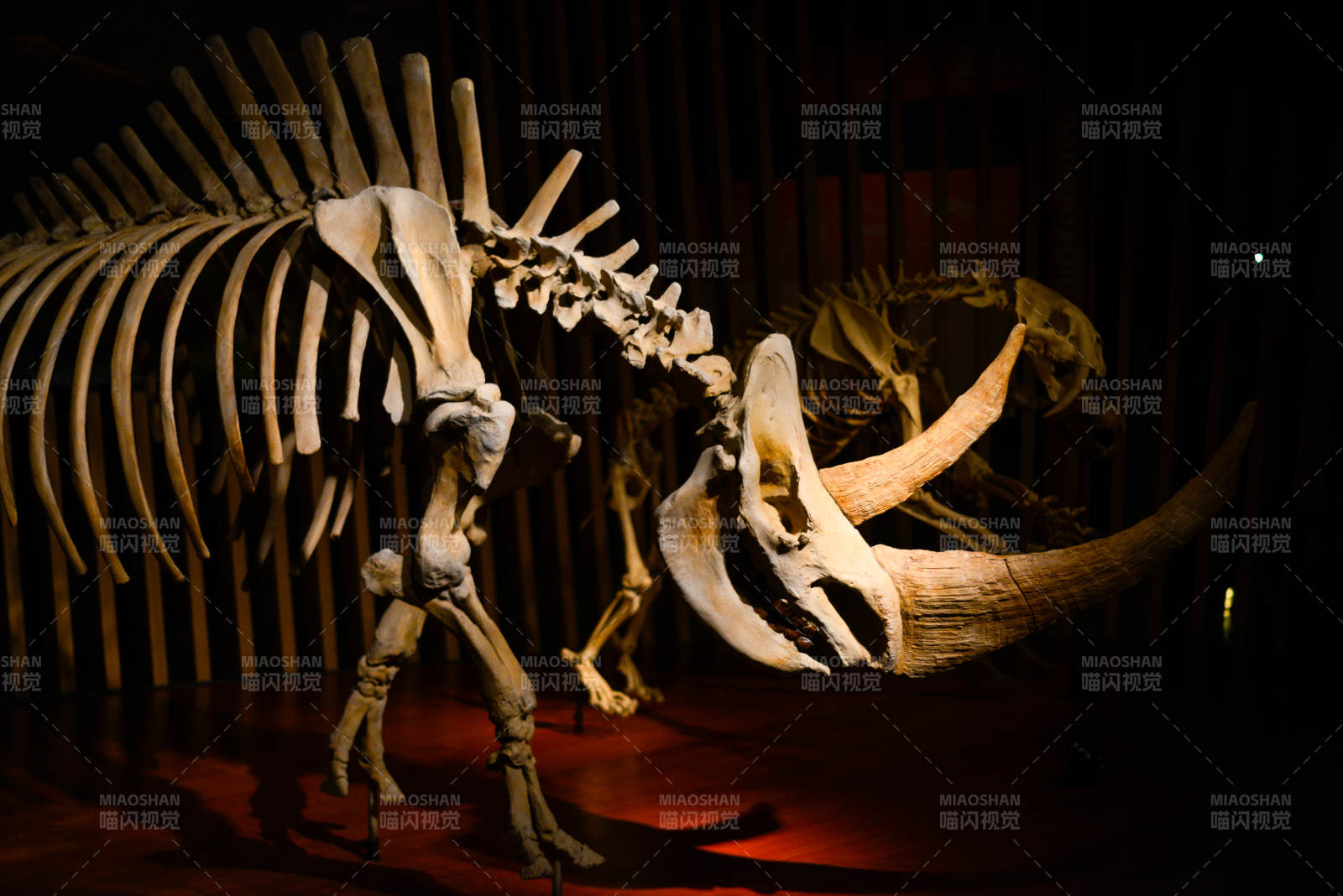 猛犸象骨架展图片