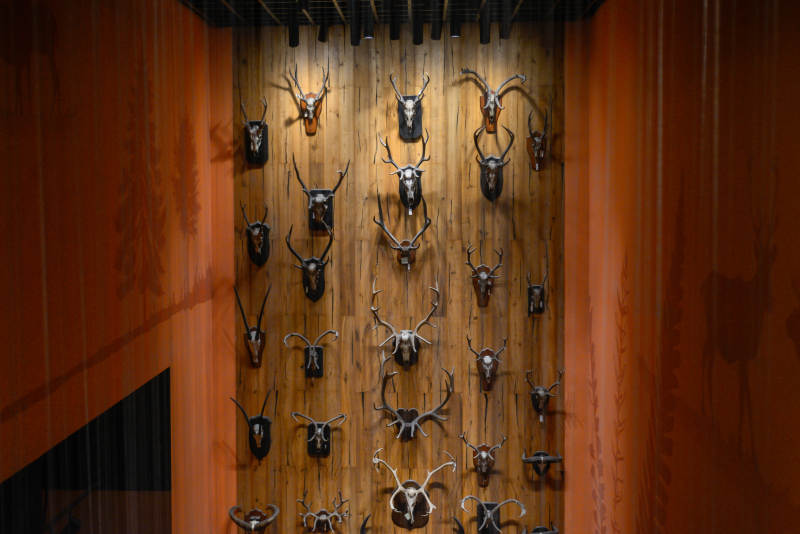 上海自然博物馆鹿角墙饰艺术图片