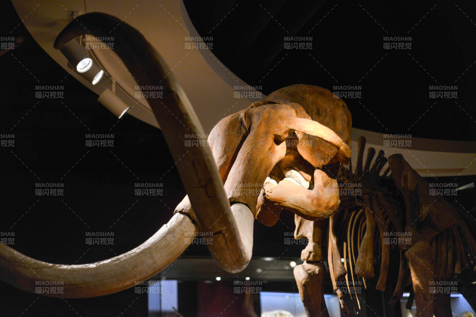 猛犸象化石展图片