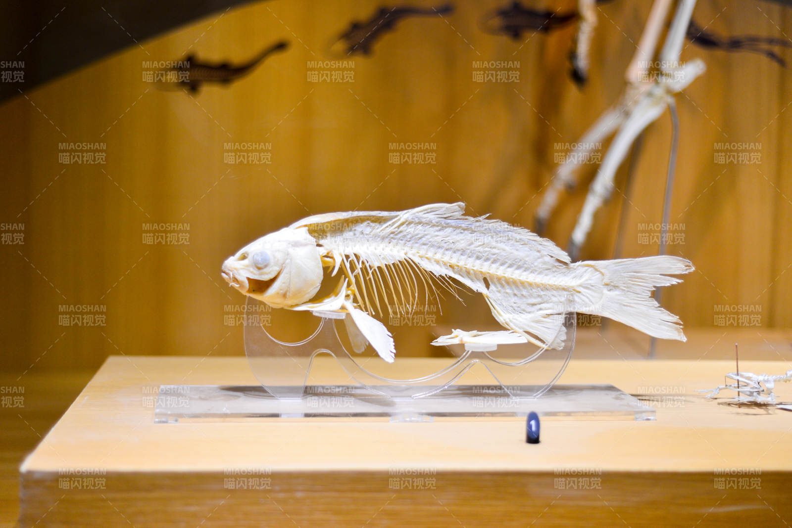 鱼骨标本展示图片