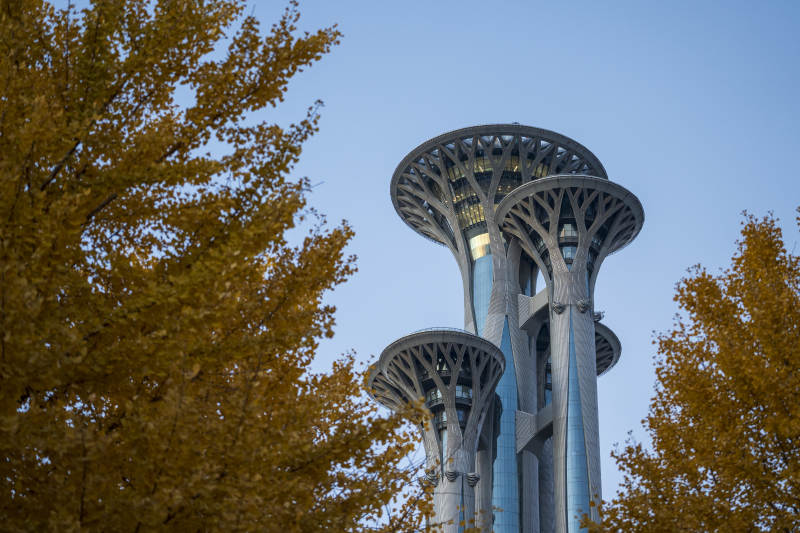 奥林匹克塔与银杏图片