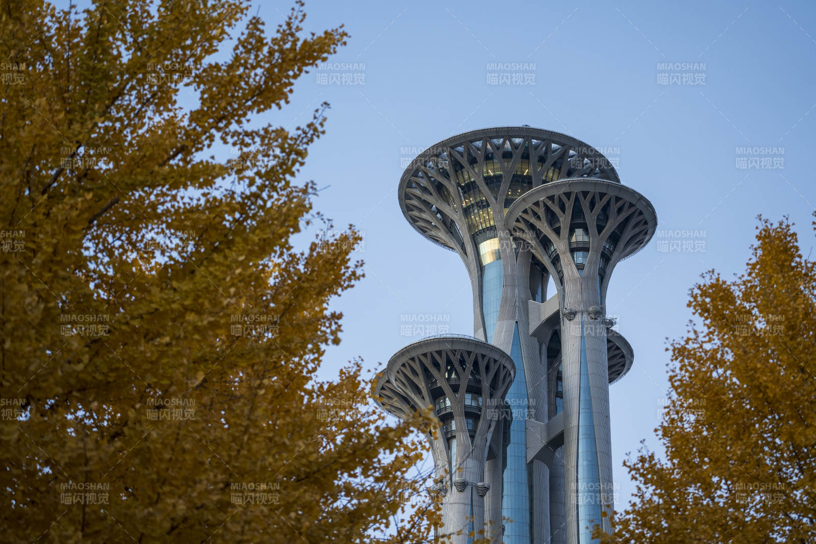 奥林匹克塔与银杏图片