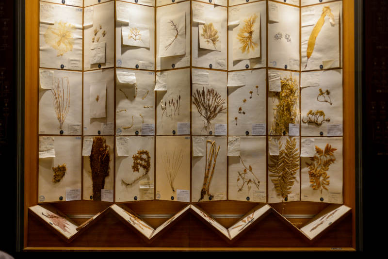 植物标本展示柜图片