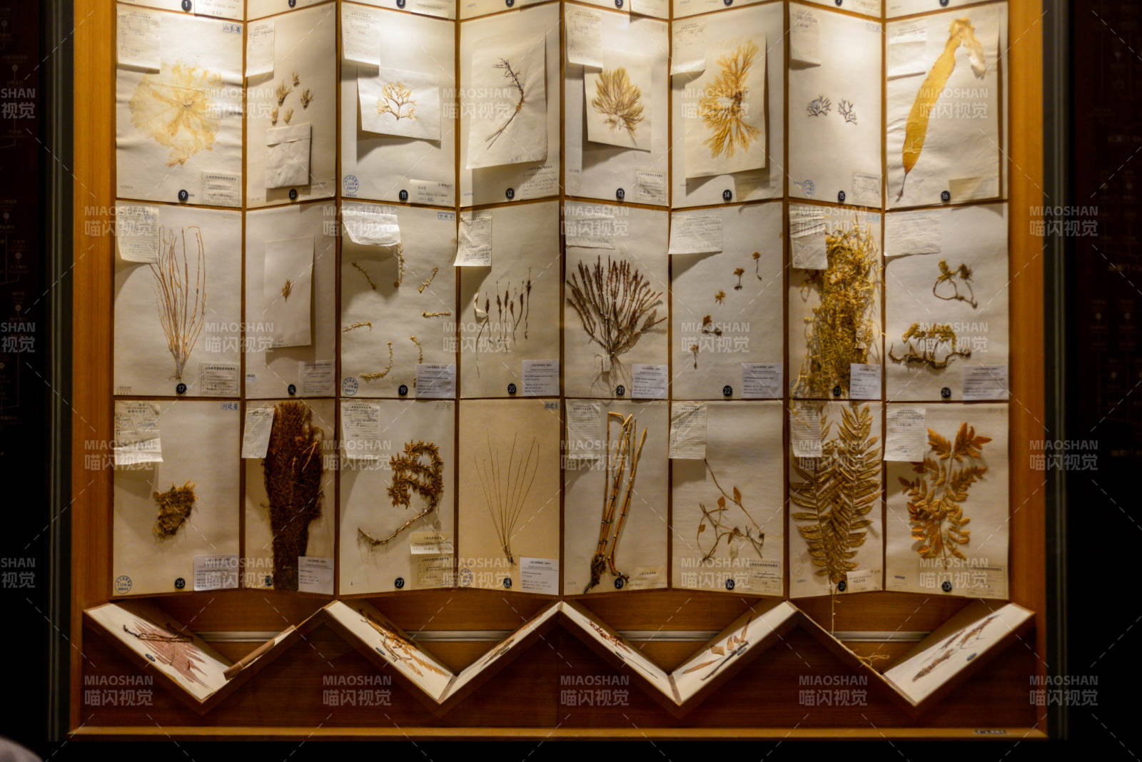 植物标本展示柜图片