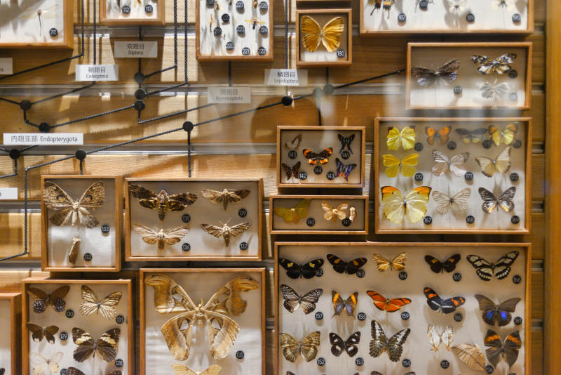 蝴蝶标本展示柜图片