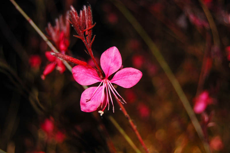 粉红花绽放图片