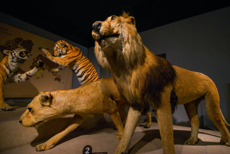 史前猛兽标本群图片