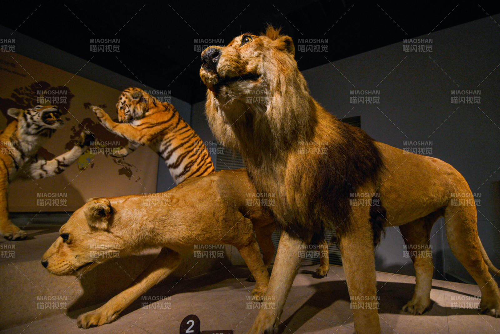 史前猛兽标本群图片