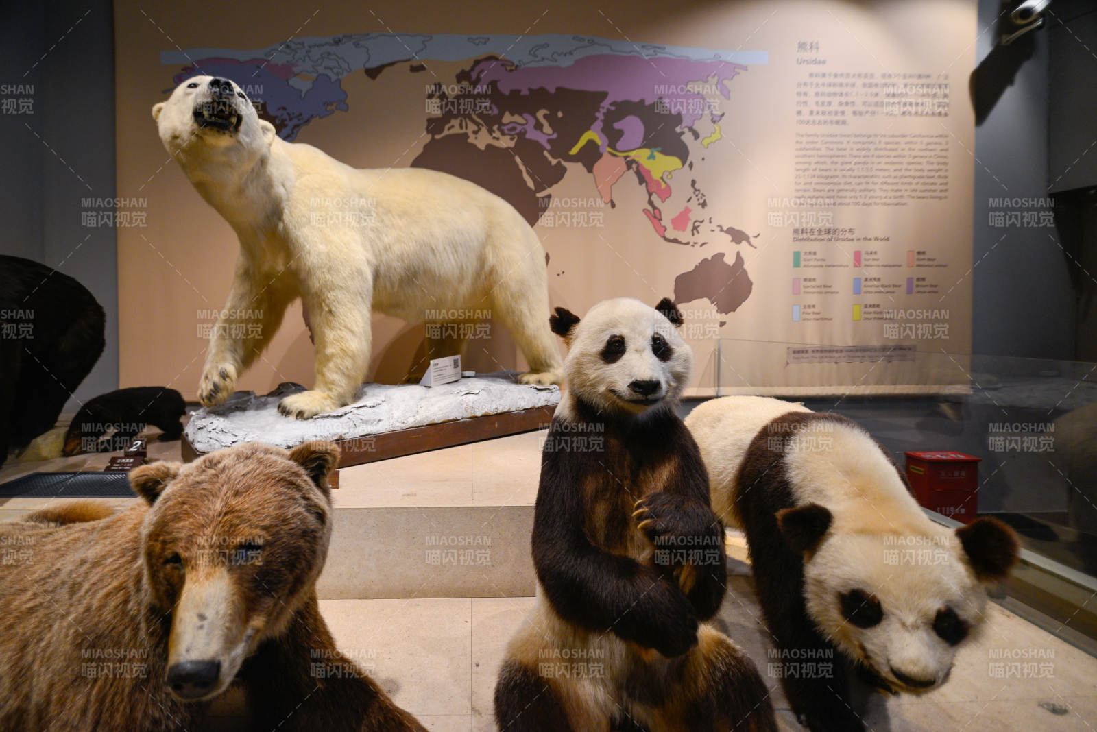 熊类动物标本图片