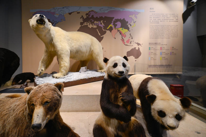 熊类动物标本图片