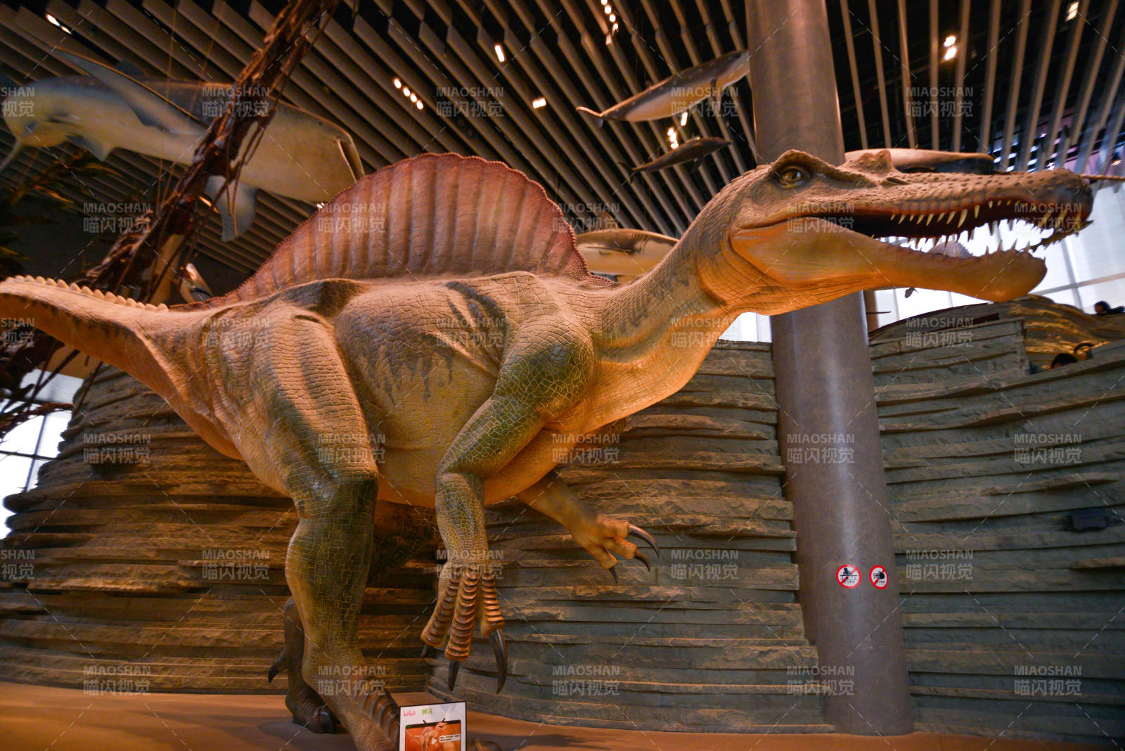 棘龙模型展示图片